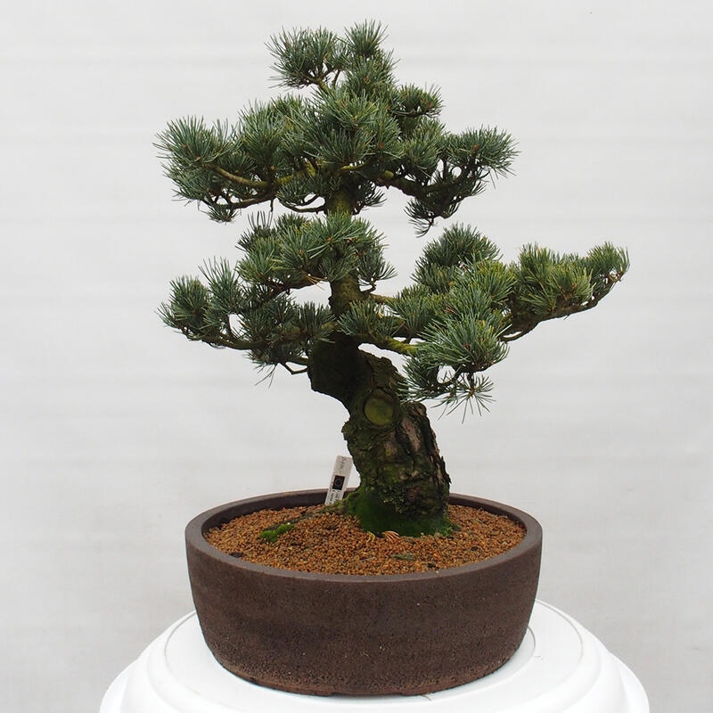 Bonsai im Freien - Pinus parviflora - kleine Kiefer