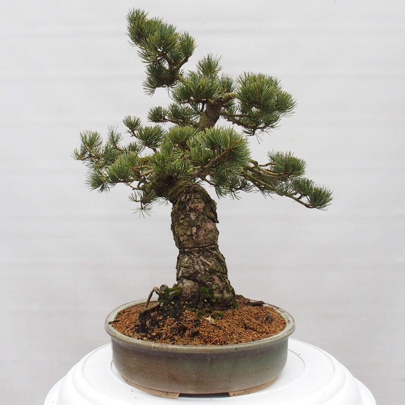 Bonsai im Freien - Pinus parviflora - kleine Kiefer