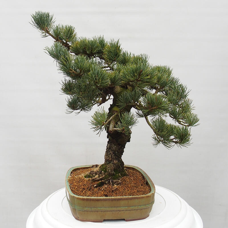 Bonsai im Freien - Pinus parviflora - kleine Kiefer