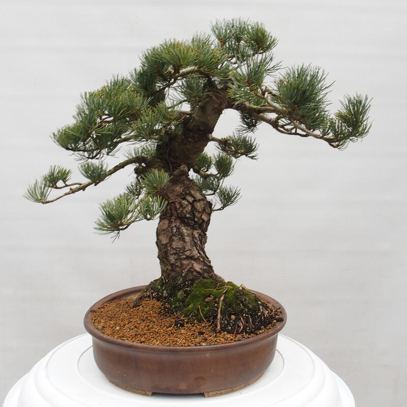 Bonsai im Freien - Pinus parviflora - kleine Kiefer