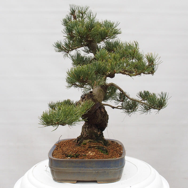 Bonsai im Freien - Pinus parviflora - kleine Kiefer
