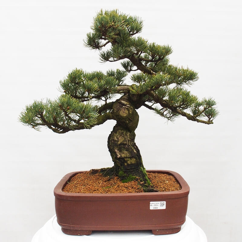 Bonsai im Freien - Pinus parviflora - kleine Kiefer