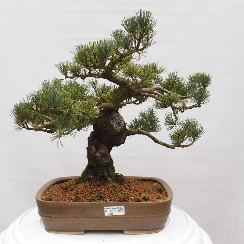 Bonsai im Freien - Pinus parviflora - kleine Kiefer