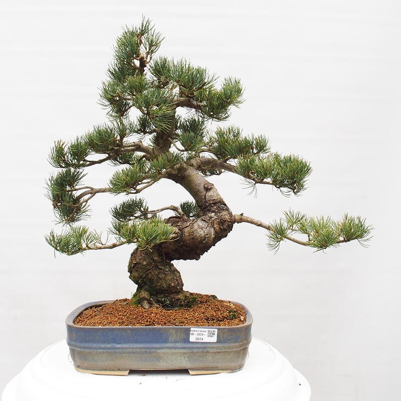 Bonsai im Freien - Pinus parviflora - kleine Kiefer
