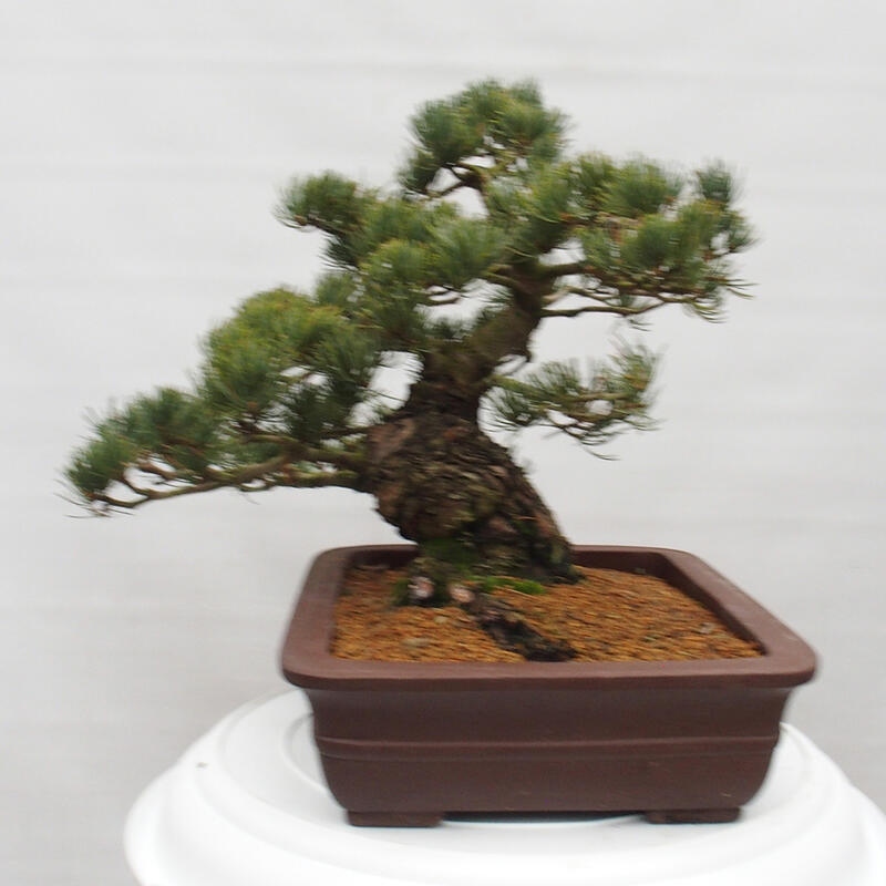 Bonsai im Freien - Pinus parviflora - kleine Kiefer