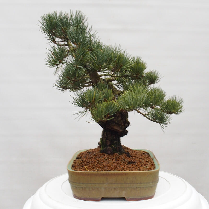 Bonsai im Freien - Pinus parviflora - kleine Kiefer