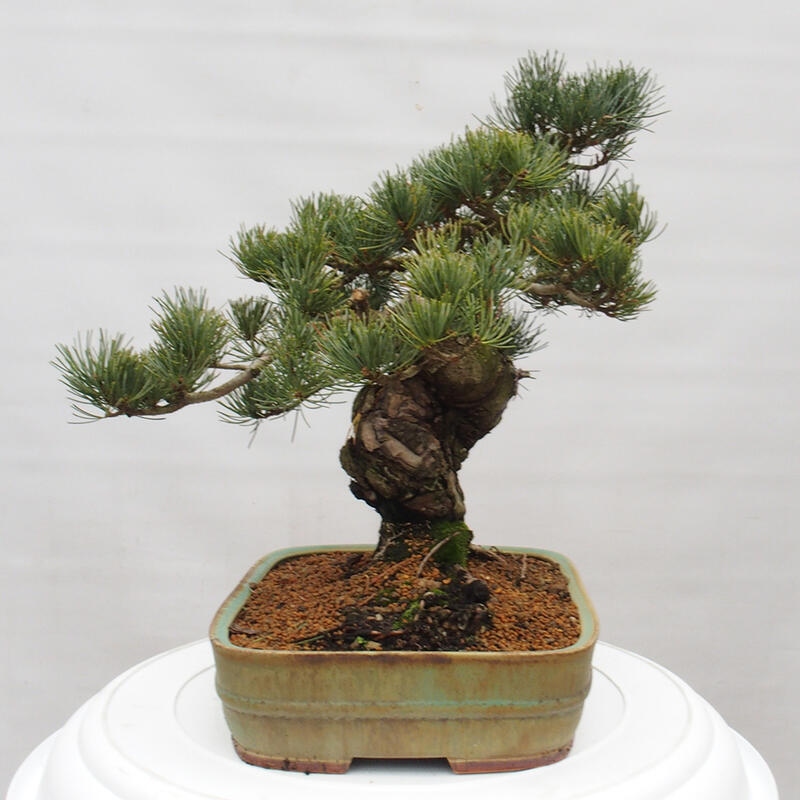 Bonsai im Freien - Pinus parviflora - kleine Kiefer