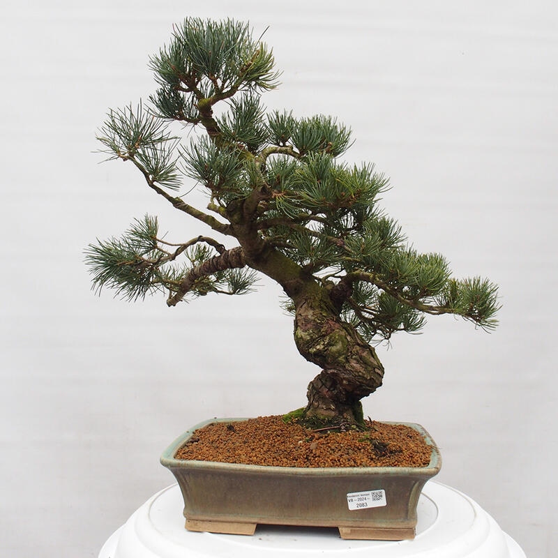 Bonsai im Freien - Pinus parviflora - kleine Kiefer