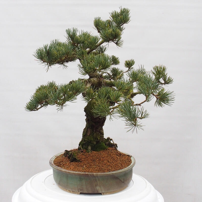 Bonsai im Freien - Pinus parviflora - kleine Kiefer