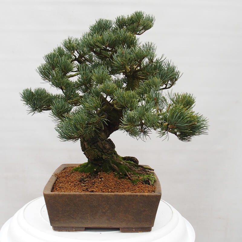 Bonsai im Freien - Pinus parviflora - kleine Kiefer