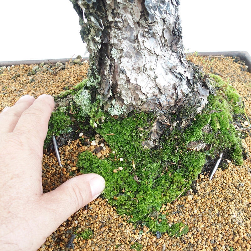 Bonsai im Freien - Pinus parviflora - kleine Kiefer