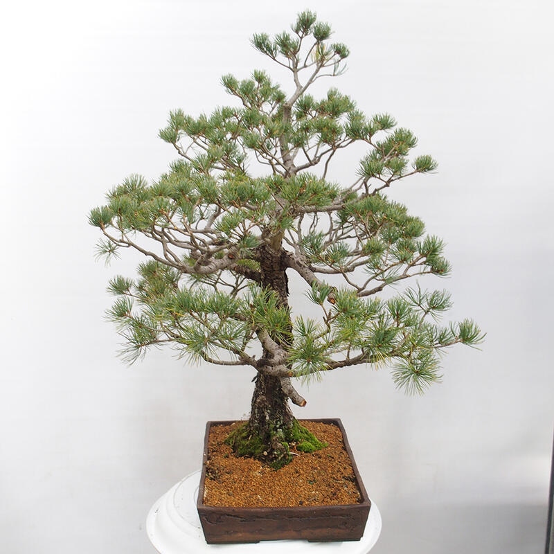 Bonsai im Freien - Pinus parviflora - kleine Kiefer