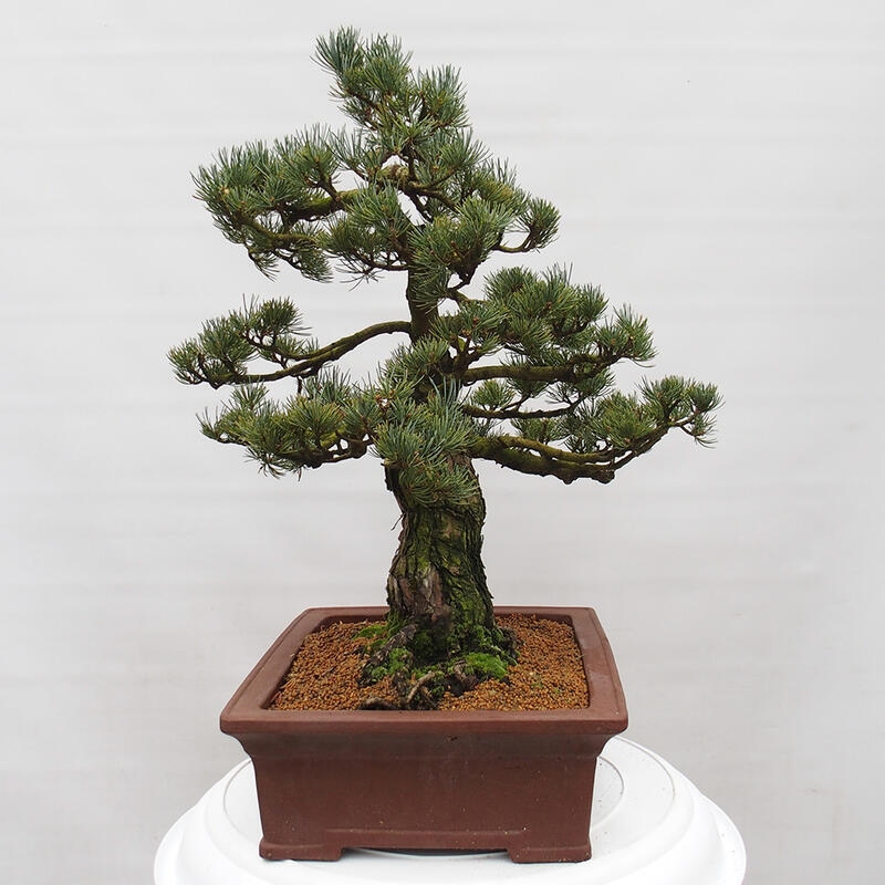 Bonsai im Freien - Pinus parviflora - kleine Kiefer