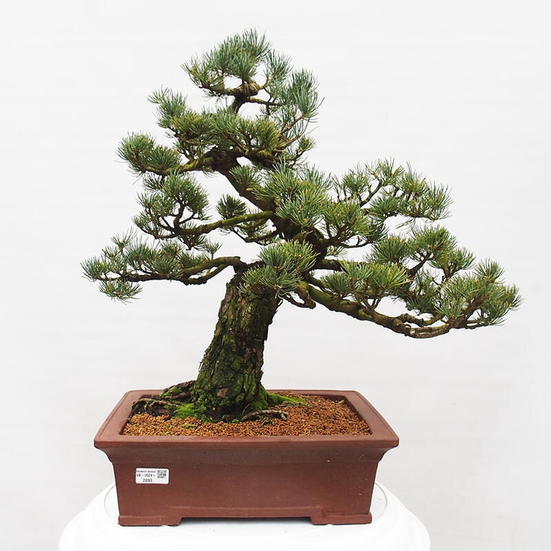Bonsai im Freien - Pinus parviflora - kleine Kiefer