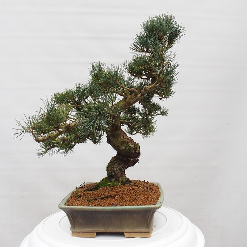 Bonsai im Freien - Pinus parviflora - kleine Kiefer
