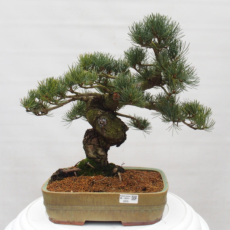 Bonsai im Freien - Pinus parviflora - kleine Kiefer