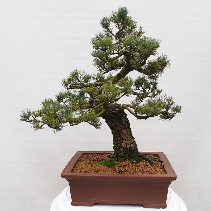 Bonsai im Freien - Pinus parviflora - kleine Kiefer