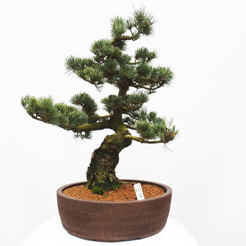 Bonsai im Freien - Pinus parviflora - kleine Kiefer