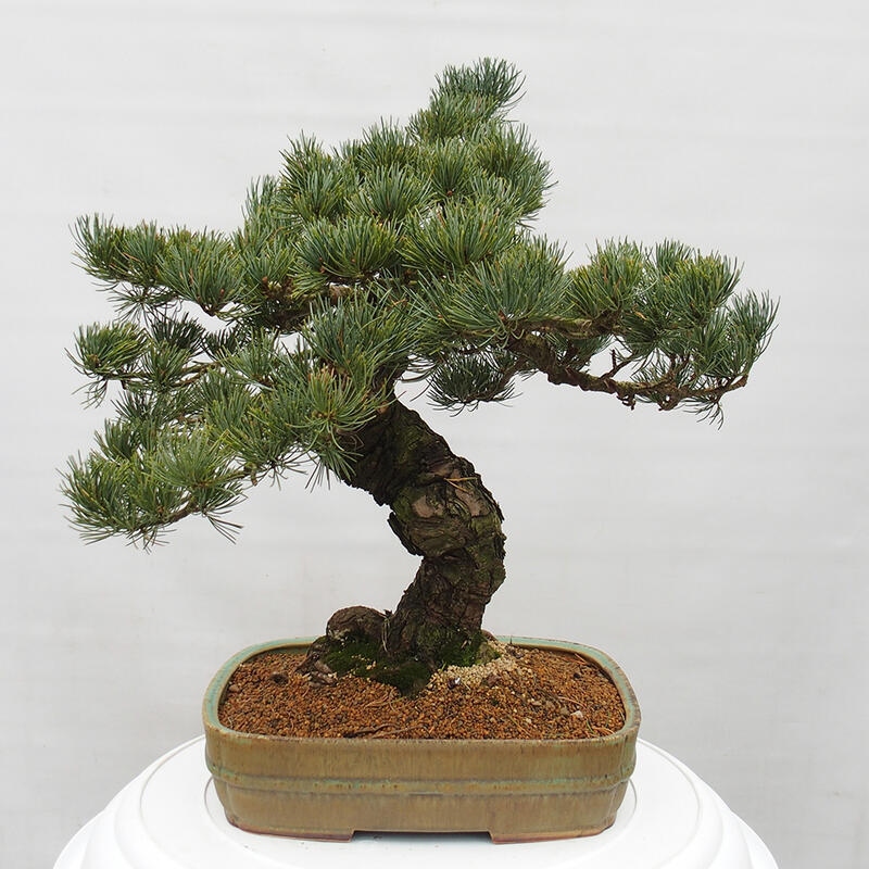 Bonsai im Freien - Pinus parviflora - kleine Kiefer