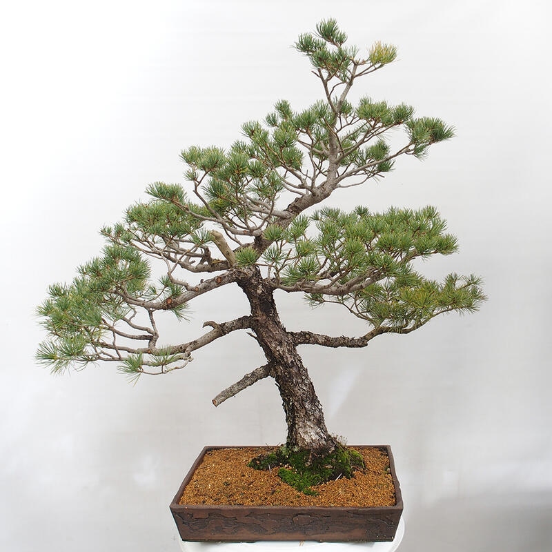 Bonsai im Freien - Pinus parviflora - kleine Kiefer