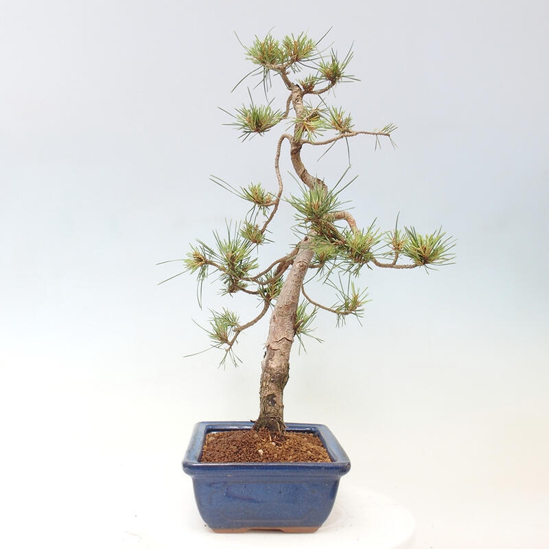 Bonsai im Freien - Pinus Sylvestris - Waldkiefer
