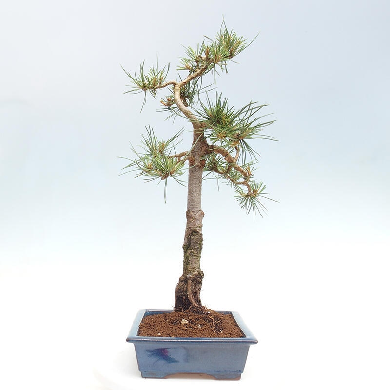 Bonsai im Freien - Pinus Sylvestris - Waldkiefer