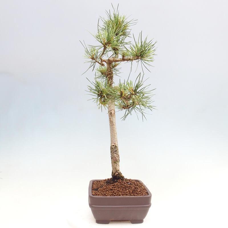 Bonsai im Freien - Pinus Sylvestris - Waldkiefer
