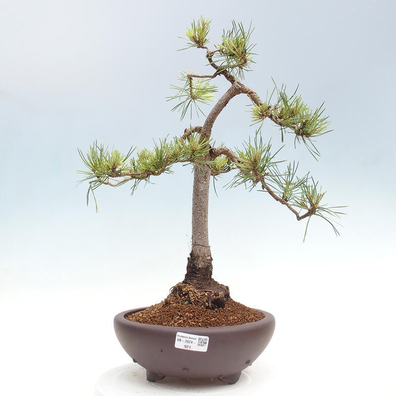 Bonsai im Freien - Pinus Sylvestris - Waldkiefer