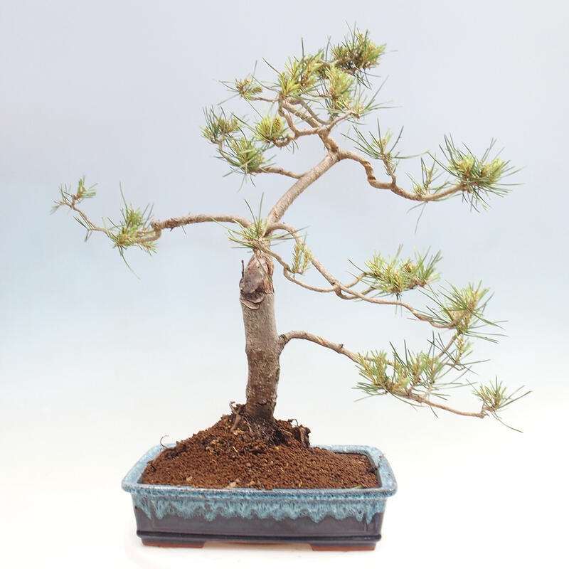 Bonsai im Freien - Pinus Sylvestris - Waldkiefer