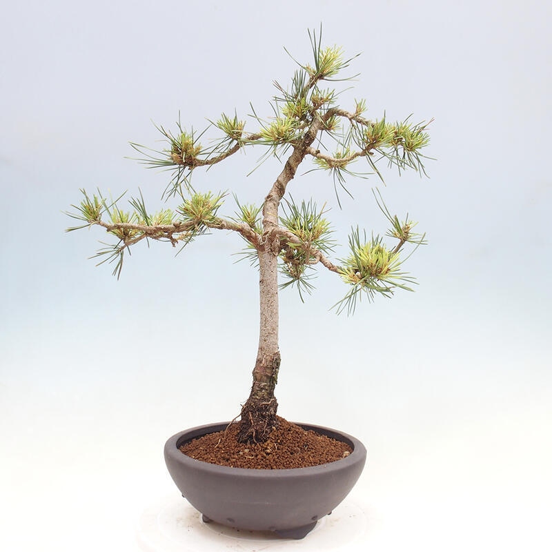 Bonsai im Freien - Pinus Sylvestris - Waldkiefer