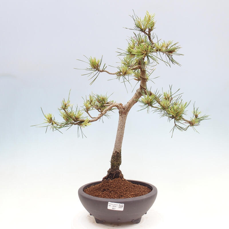 Bonsai im Freien - Pinus Sylvestris - Waldkiefer