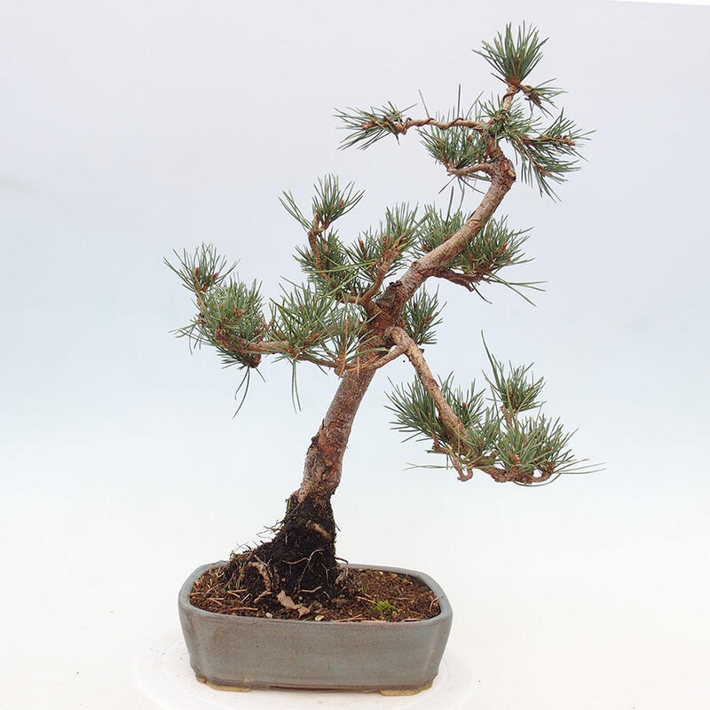 Bonsai im Freien - Pinus Sylvestris - Waldkiefer