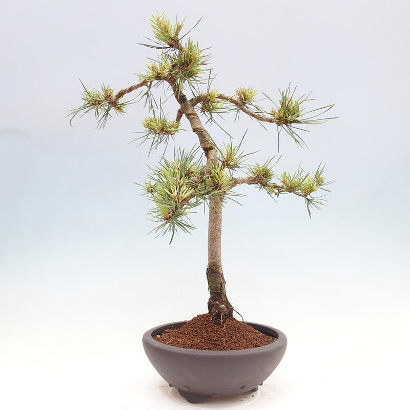 Bonsai im Freien - Pinus Sylvestris - Waldkiefer