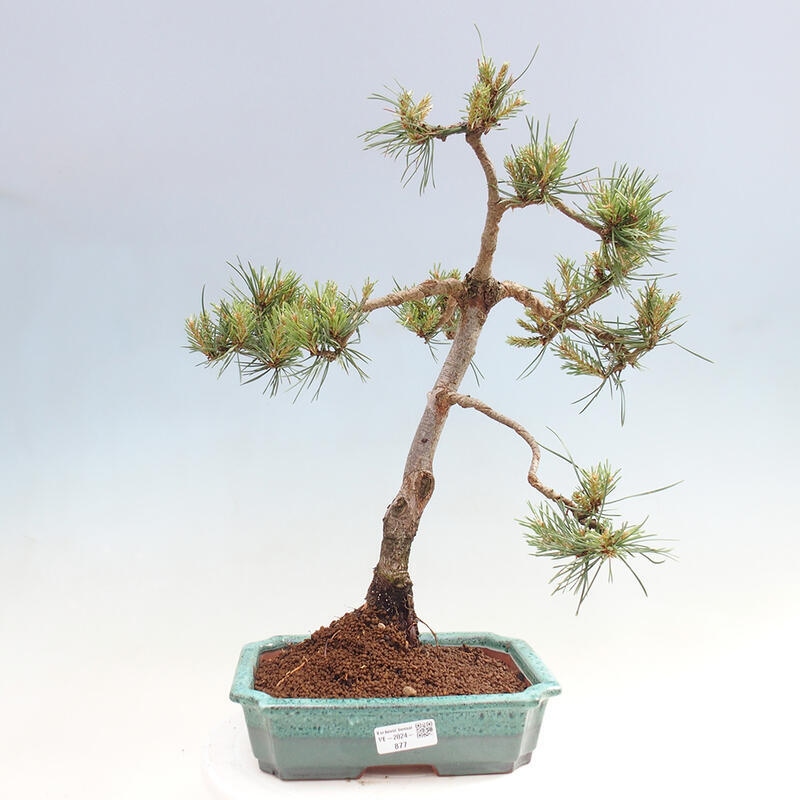 Bonsai im Freien - Pinus Sylvestris - Waldkiefer
