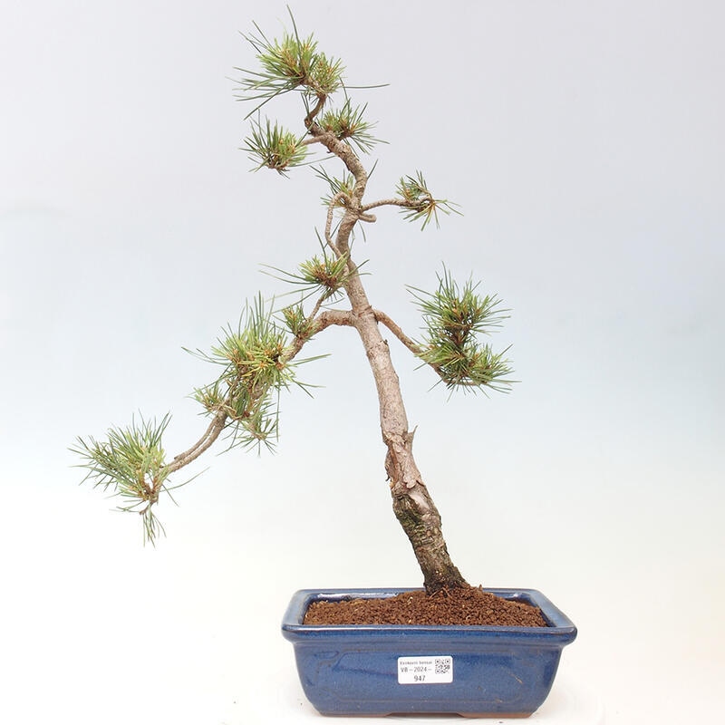Bonsai im Freien - Pinus Sylvestris - Waldkiefer