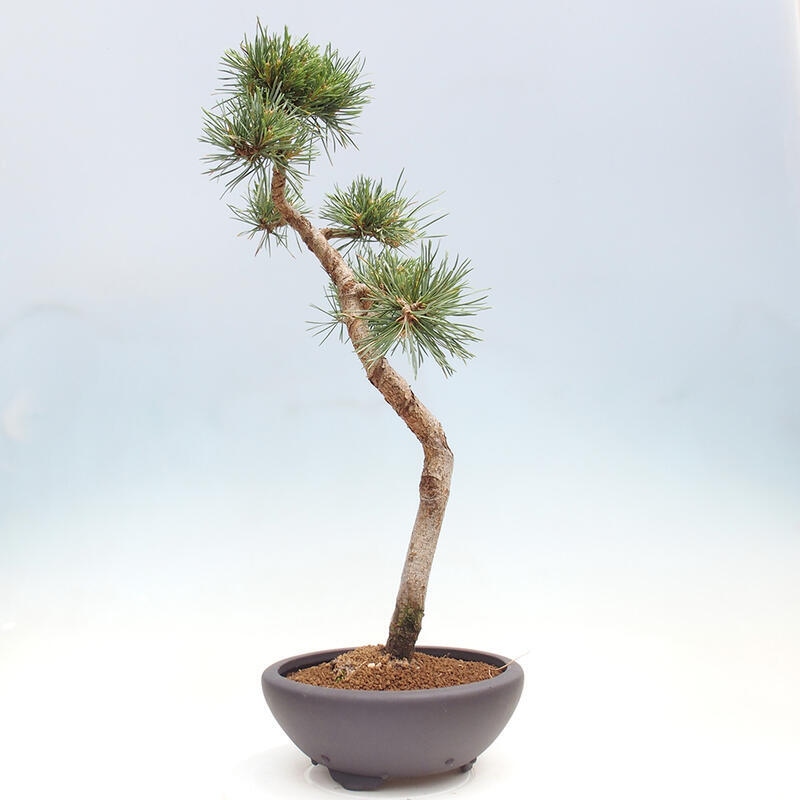 Bonsai im Freien - Pinus Sylvestris - Waldkiefer