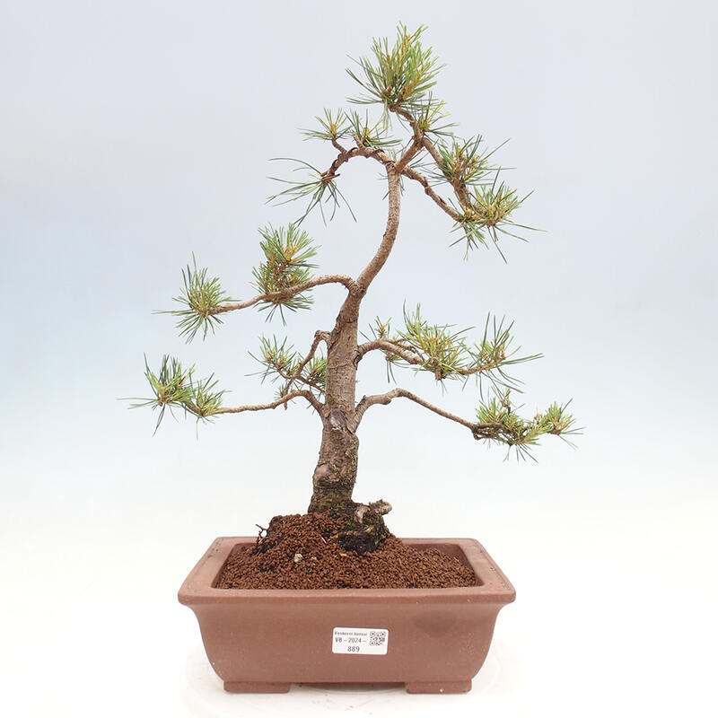 Bonsai im Freien - Pinus Sylvestris - Waldkiefer