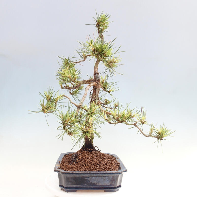 Bonsai im Freien - Pinus Sylvestris - Waldkiefer