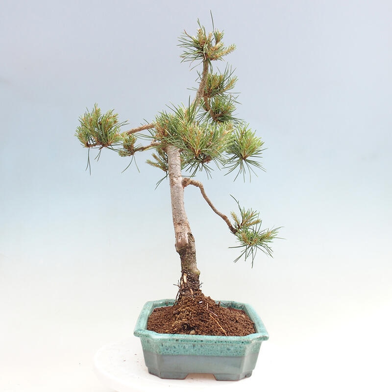 Bonsai im Freien - Pinus Sylvestris - Waldkiefer
