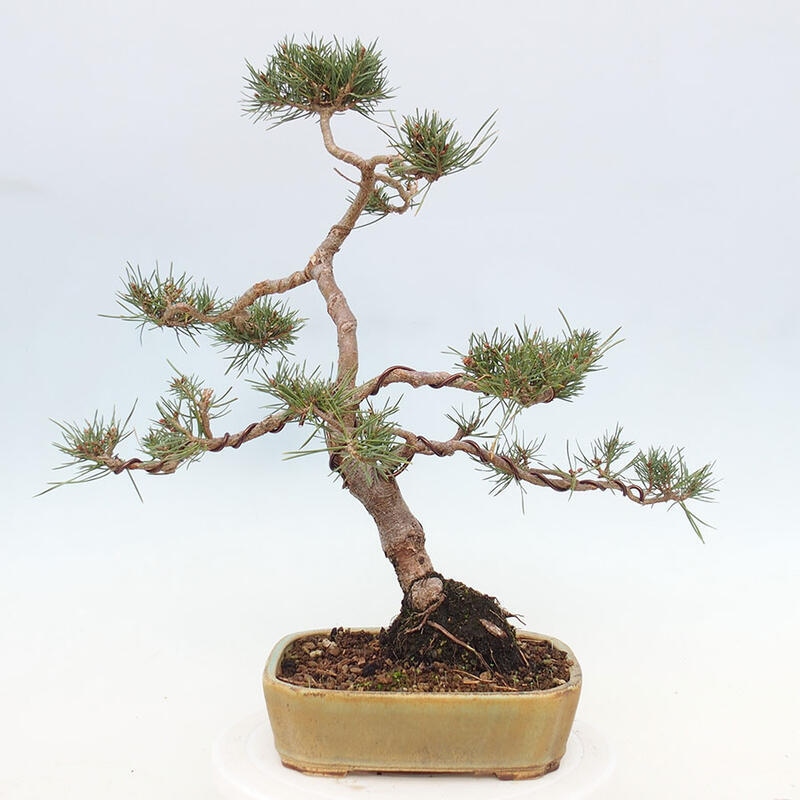 Bonsai im Freien - Pinus Sylvestris - Waldkiefer