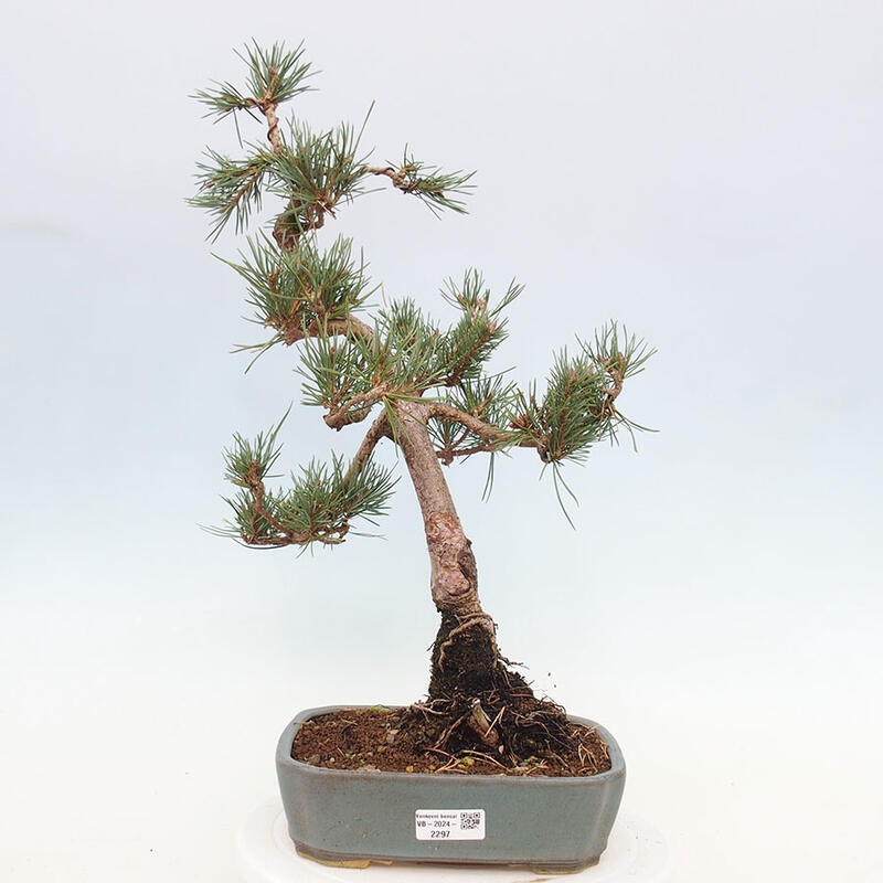 Bonsai im Freien - Pinus Sylvestris - Waldkiefer