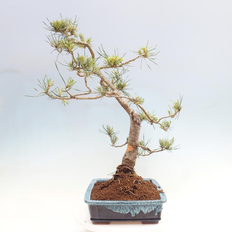 Bonsai im Freien - Pinus Sylvestris - Waldkiefer