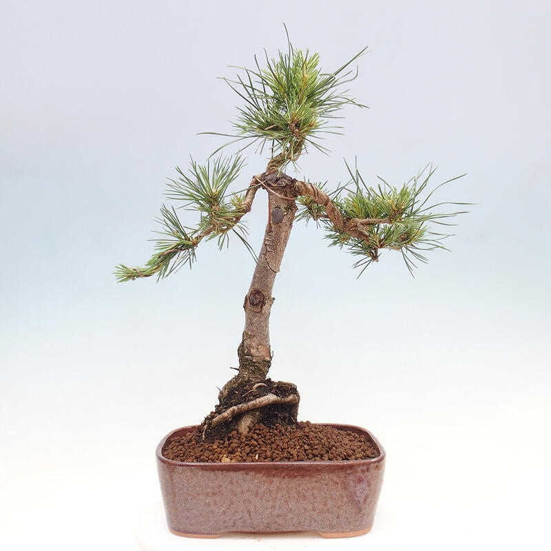 Bonsai im Freien - Pinus Sylvestris - Waldkiefer