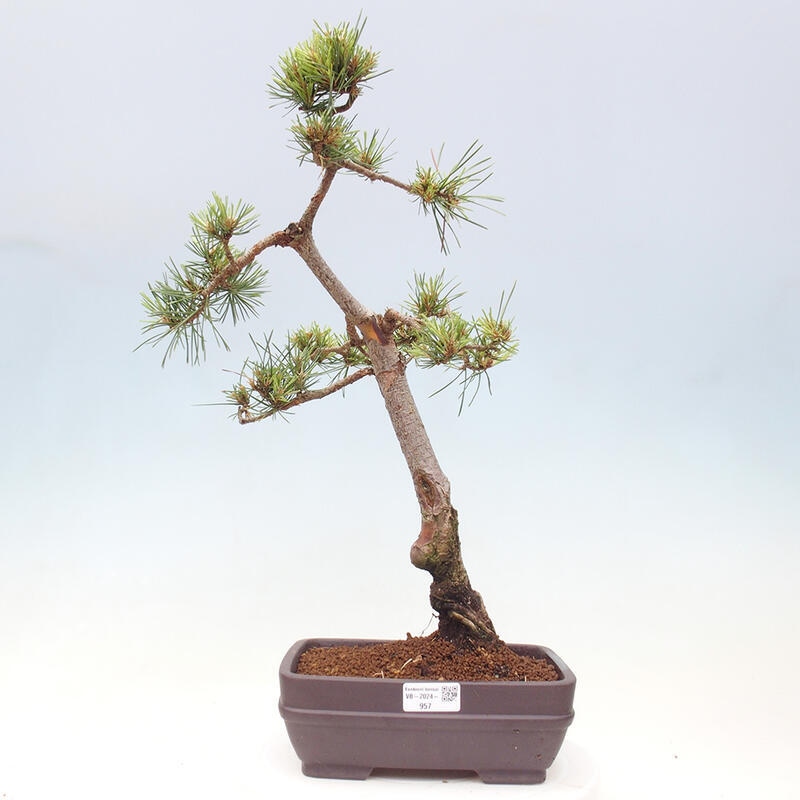 Bonsai im Freien - Pinus Sylvestris - Waldkiefer