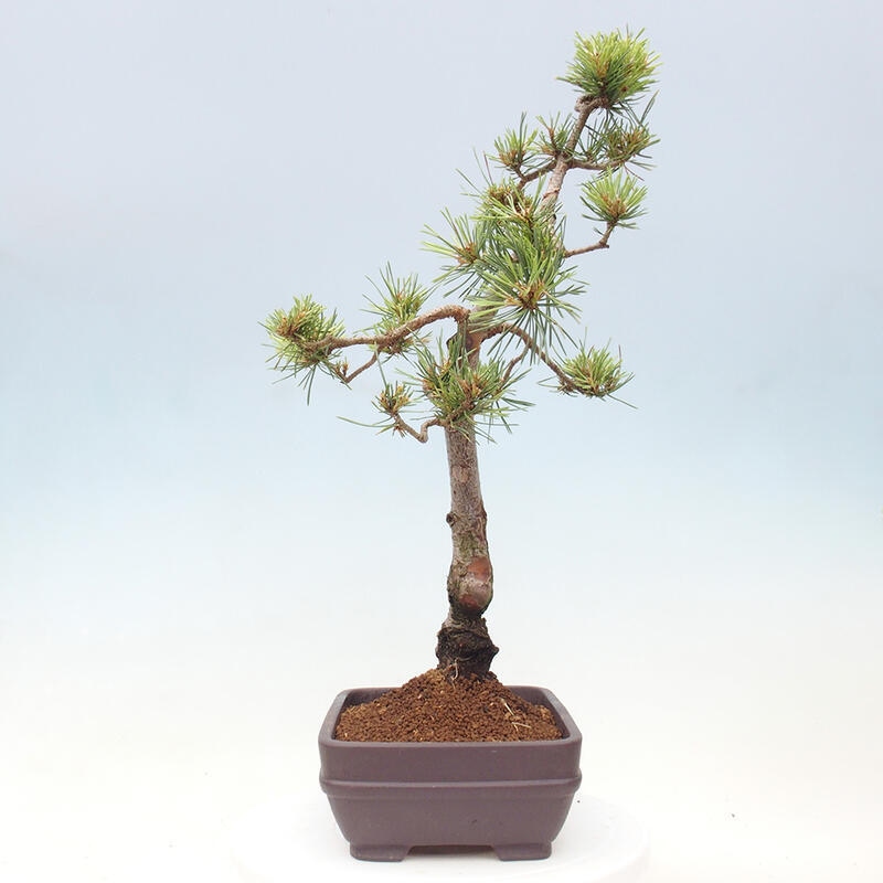 Bonsai im Freien - Pinus Sylvestris - Waldkiefer