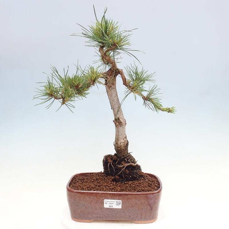 Bonsai im Freien - Pinus Sylvestris - Waldkiefer