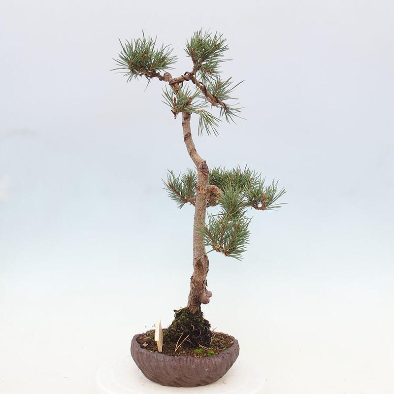Bonsai im Freien - Pinus Sylvestris - Waldkiefer