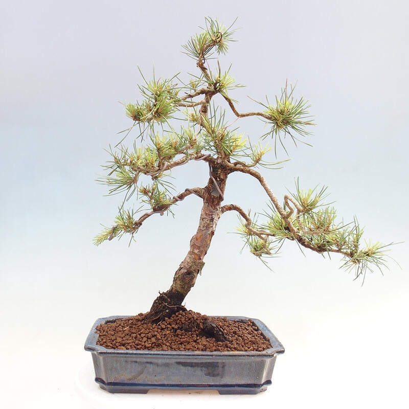 Bonsai im Freien - Pinus Sylvestris - Waldkiefer