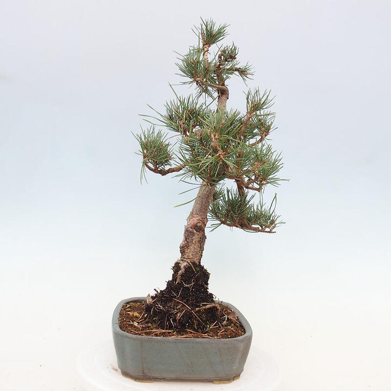 Bonsai im Freien - Pinus Sylvestris - Waldkiefer
