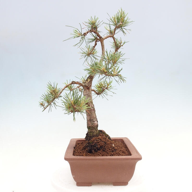 Bonsai im Freien - Pinus Sylvestris - Waldkiefer